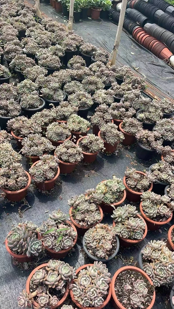 挚爱 【18.8包邮】红粉佳人  轻微断枝不售后 多肉植物