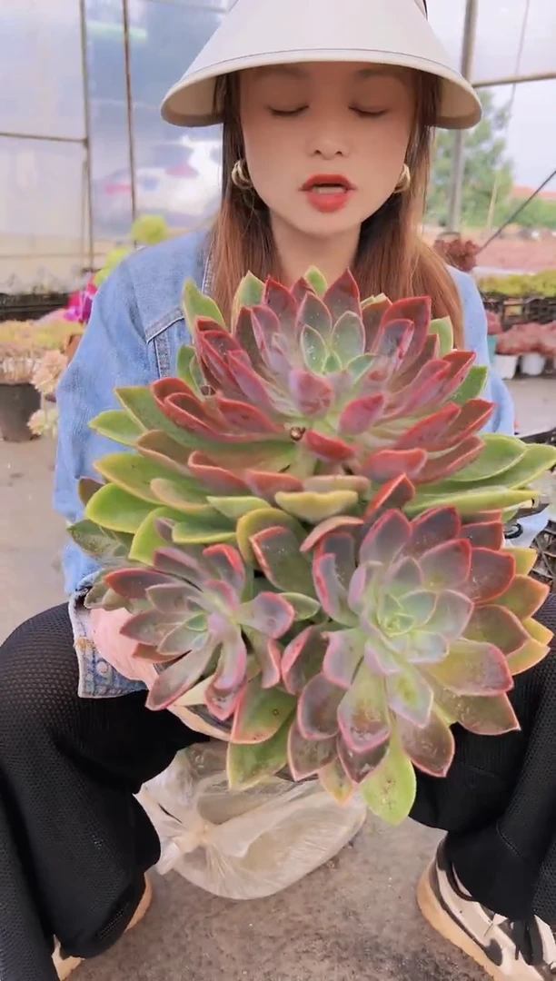 【闪购商品】中号琼斯28.8一颗