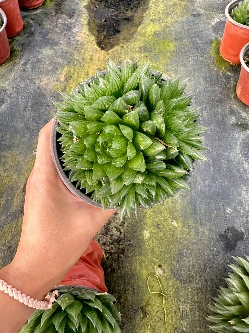 挚爱 【外播福利】樱水晶 【轻微断枝掉叶不售后】多肉植物
