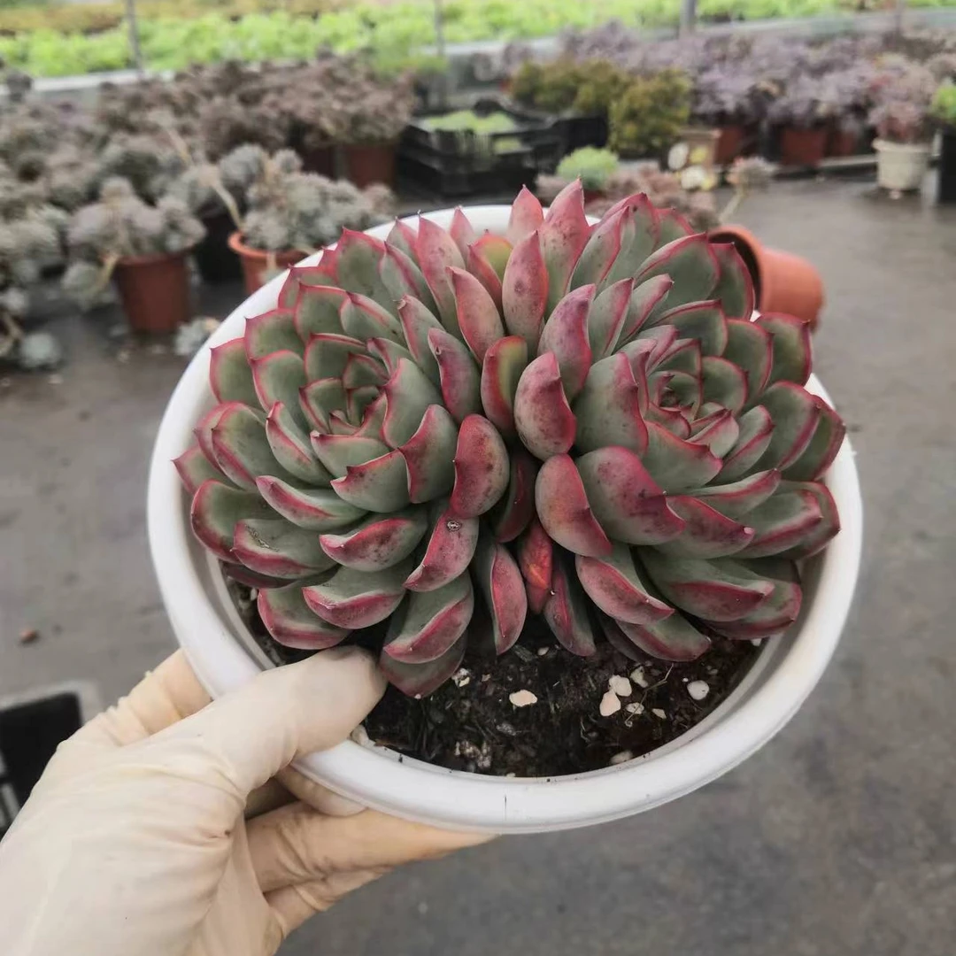 挚爱 荷花【双头起】 多肉植物 庭院美观红色