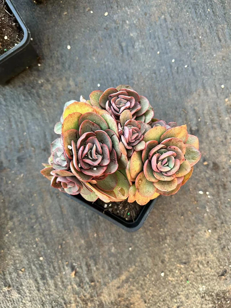挚爱 秀妍玫瑰【露养轻微晒斑】【轻微断枝不售后】 多肉植物