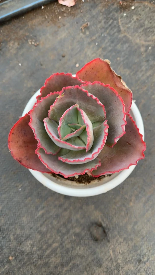 挚爱 【18.8包邮】蓝色妖姬 多肉植物【轻微掉叶不售后】