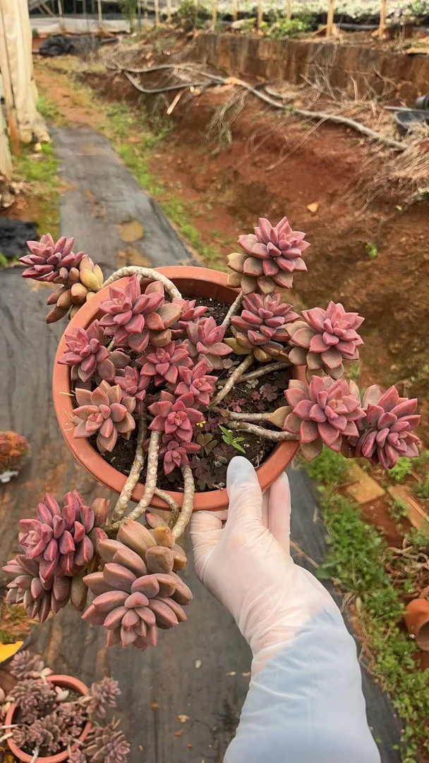 挚爱 姬胧月【整桩】【轻微断枝不售后】 多肉植物 以直播间为准