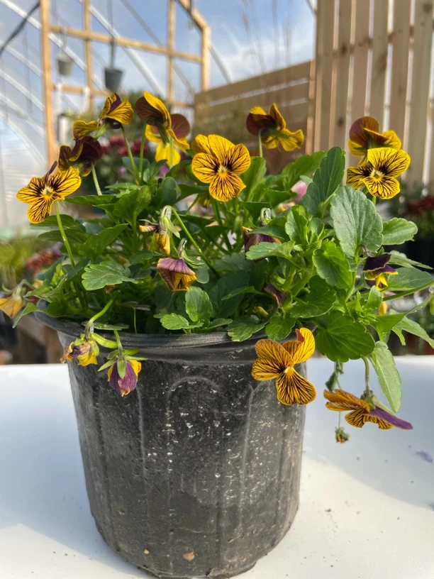 角堇盆栽阳台耐寒花卉秋冬春开花