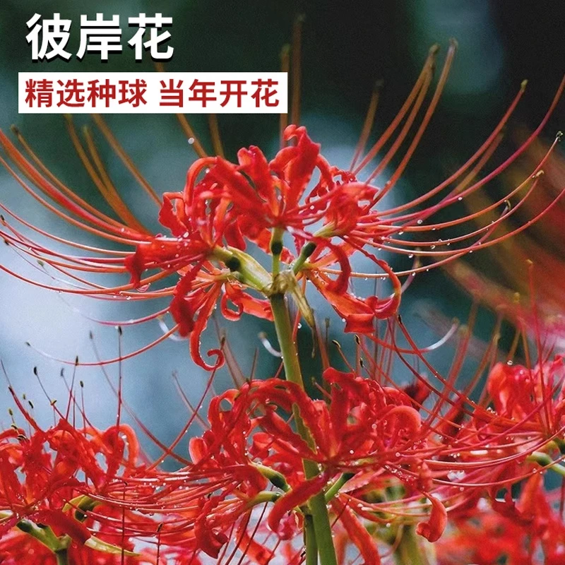 彼岸花种球曼珠沙华花开精选换锦石蒜大种球阳台花卉四季种植开花