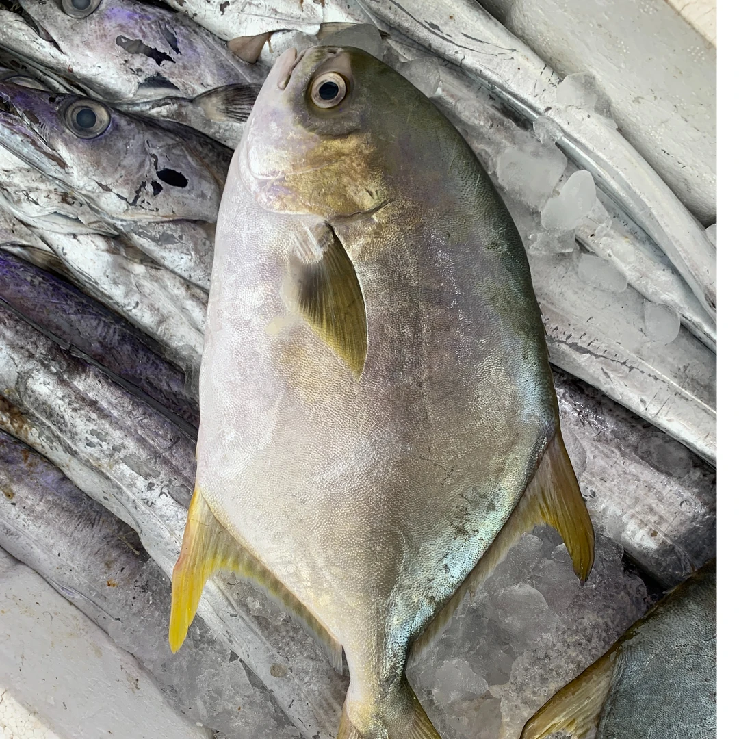 冰鲜金鲳鱼约700g/条  默认压冰发货  昆明同城小时到家，如需处理请备注