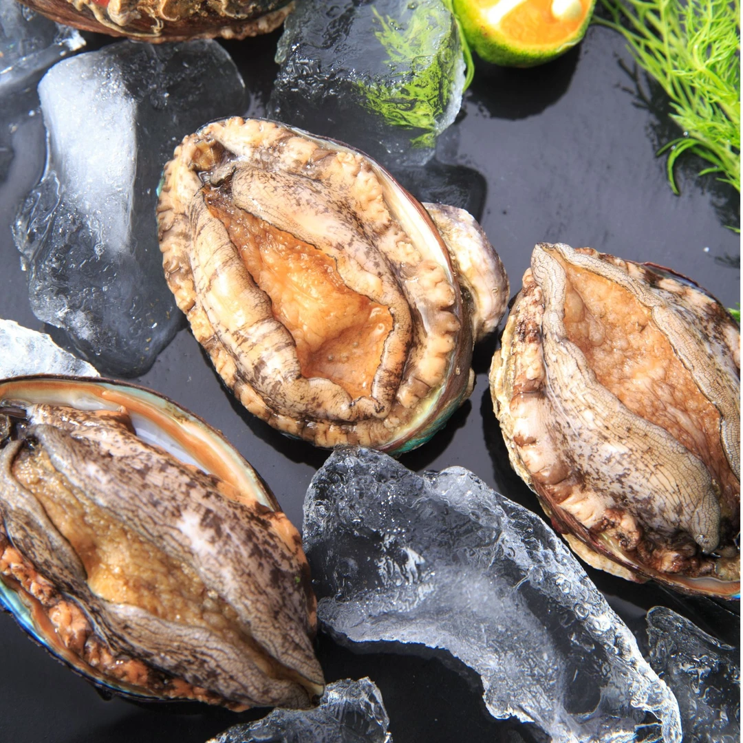 【鲍鱼6头】1只 小时到家 如需处理请备注