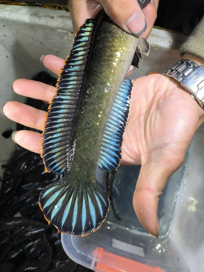 彩虹雷龙 中型雷龙 活体观赏鱼苗子 直播间一物一拍