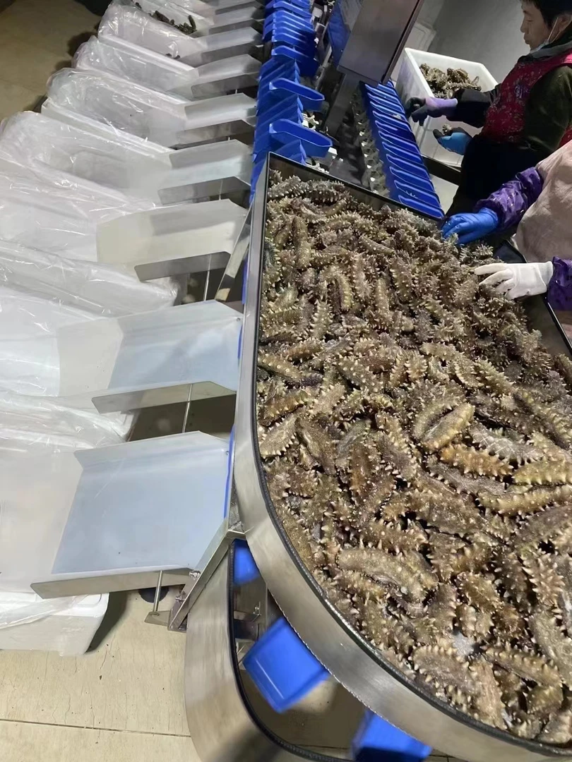 即食海参2斤装50左右