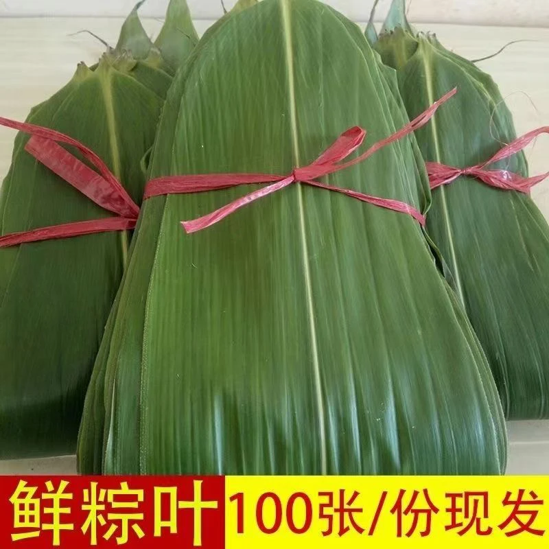 现摘新鲜粽叶,箬叶大粽子叶真空包装送绳棕叶