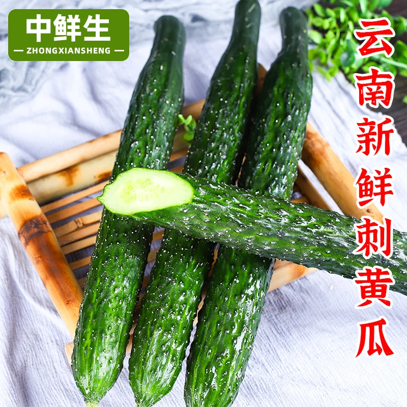 云南带刺黄瓜水果青瓜新鲜生吃蔬菜当季新鲜现摘现发蔬菜