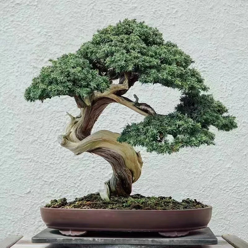 罗汉松盆景植物盆景植物