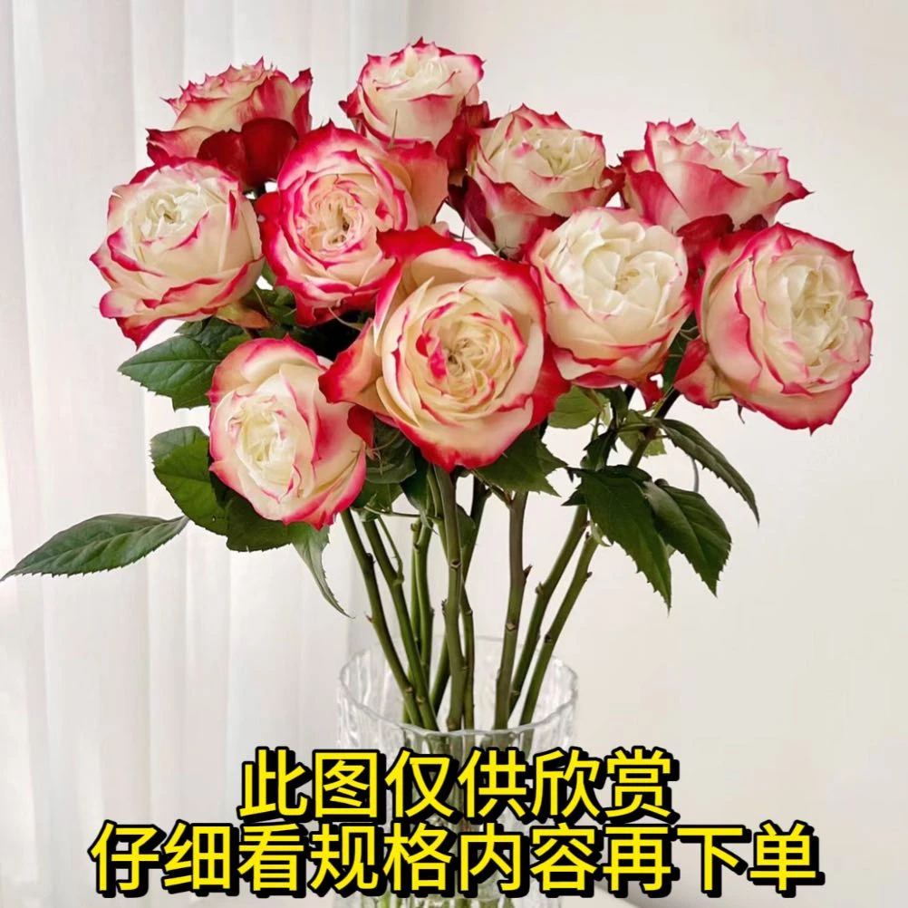 20支苹果杰克玫瑰 粉丝送保鲜剂 20%运损不售后 鲜花不可拒收鲜花