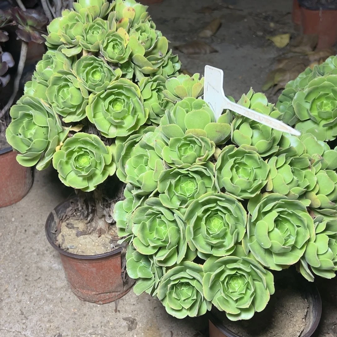 谭****）27多肉00000000000