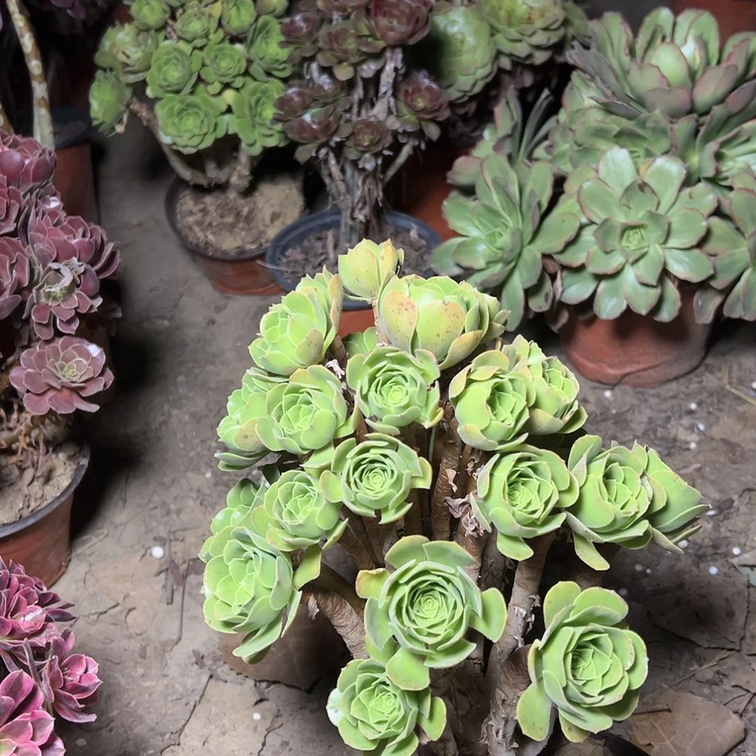 无***局89多肉000000000000