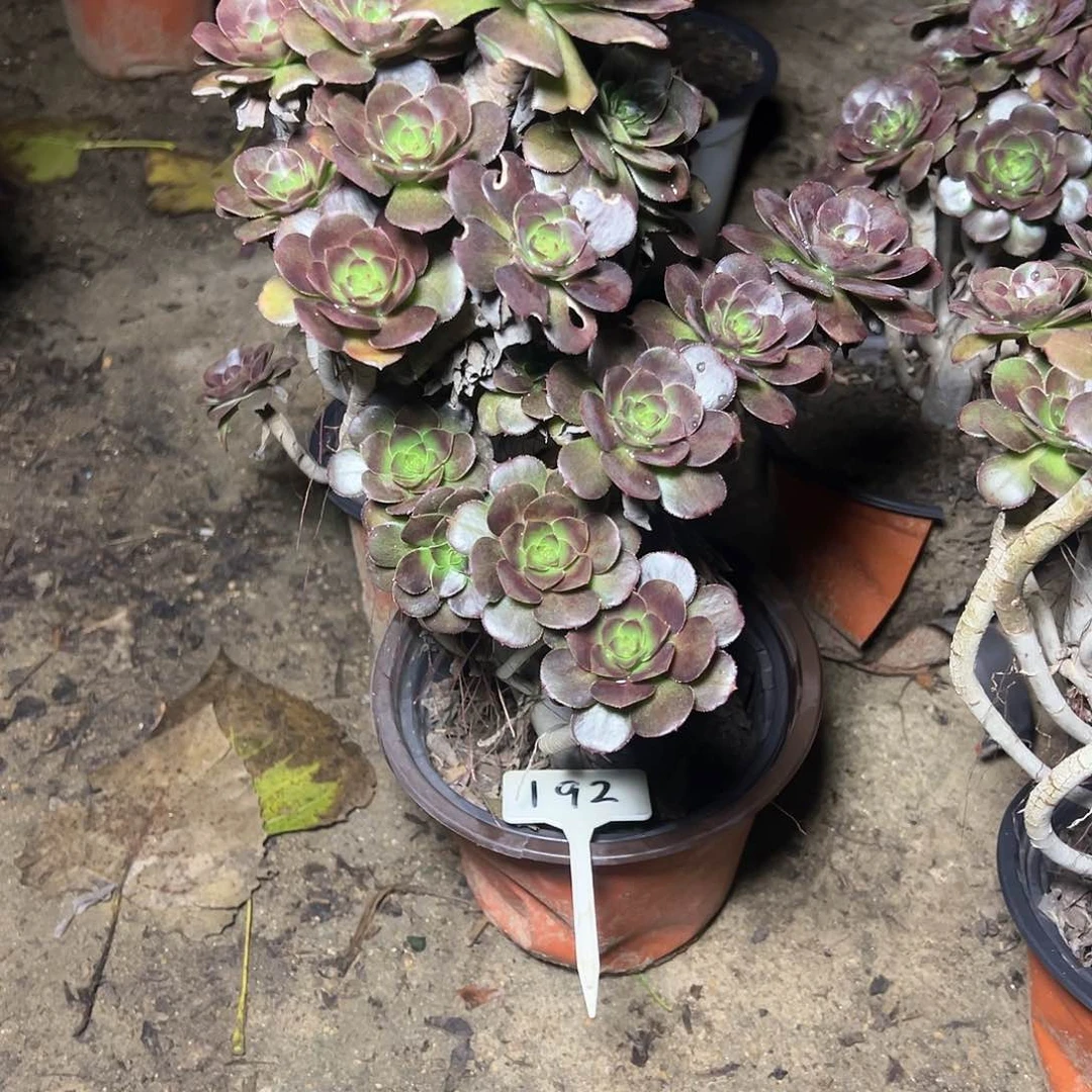 c****i192多多肉00000000000000