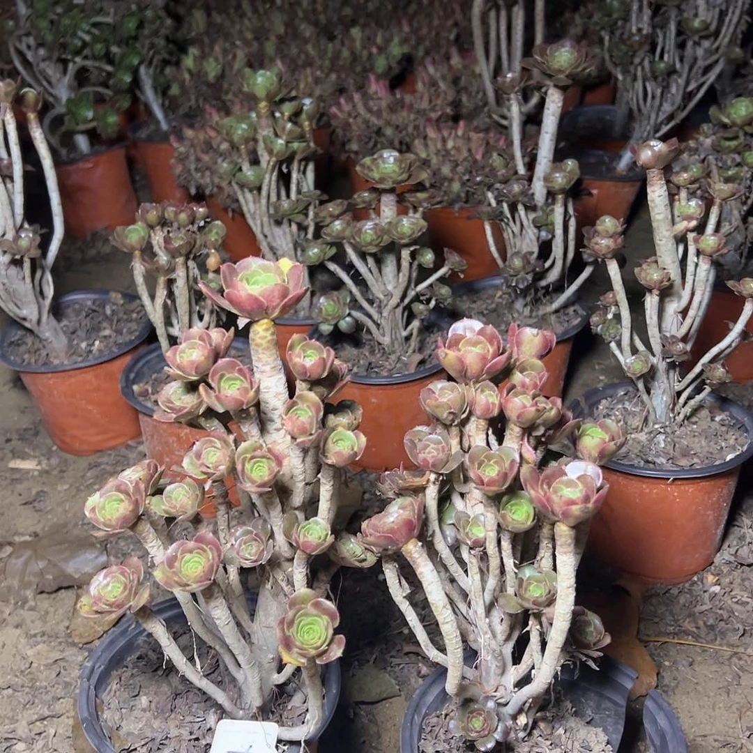 94多肉000000000000000