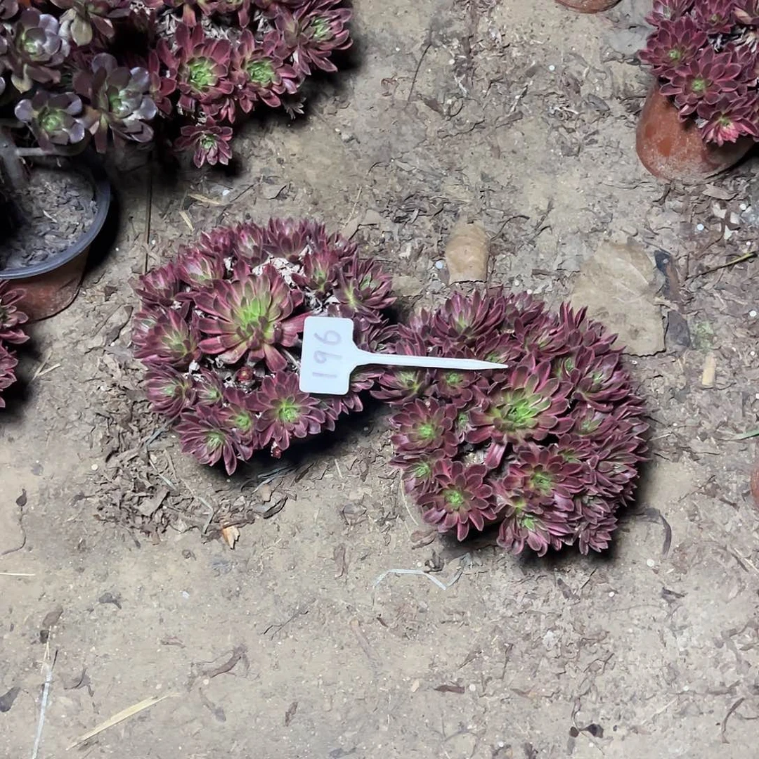 法****虎196多肉0000000000000000