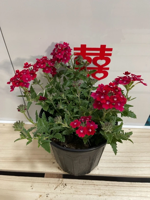 美女樱(红色系)加仑盆(所见即所得)