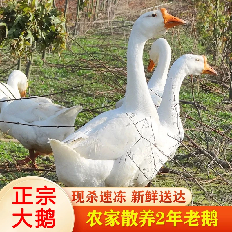 【买1只送1只】农家散养大白鹅肉两只净重约9-10斤左右带心肝带心肝