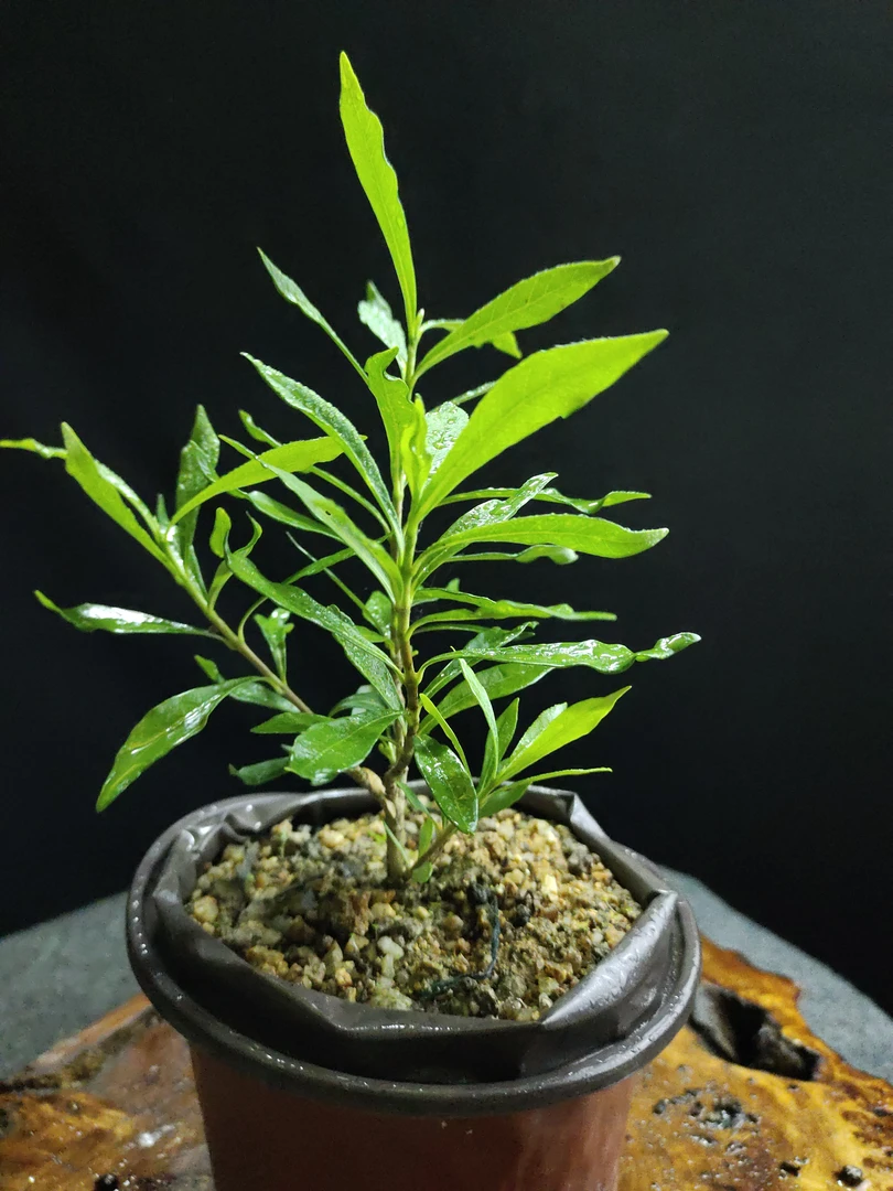 喜黛玉一寸法师清誉栀子花日系开花结果丰花丰果型一到两年桩