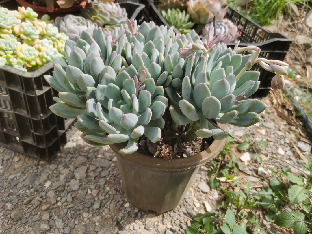 大姐夫多肉植物 大盆灰姑娘