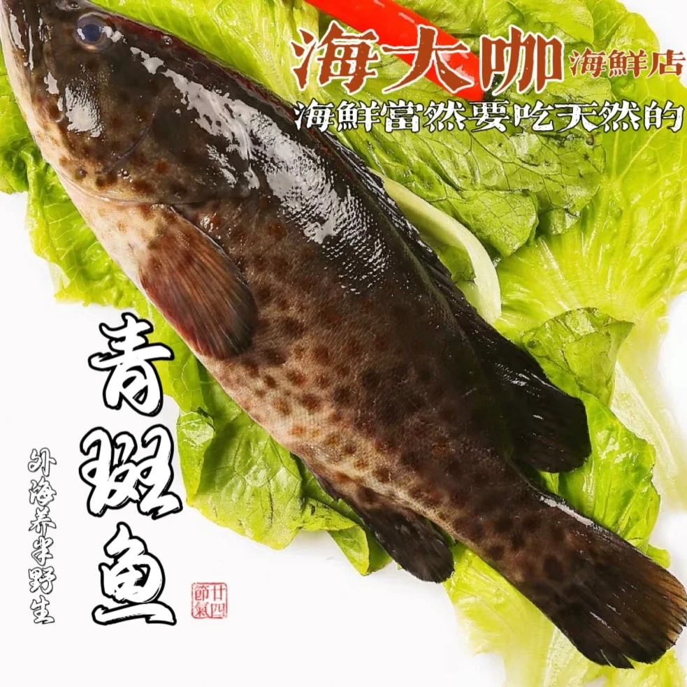 汕尾海域 石斑鱼 青斑鱼 花点斑鱼 滑嫩