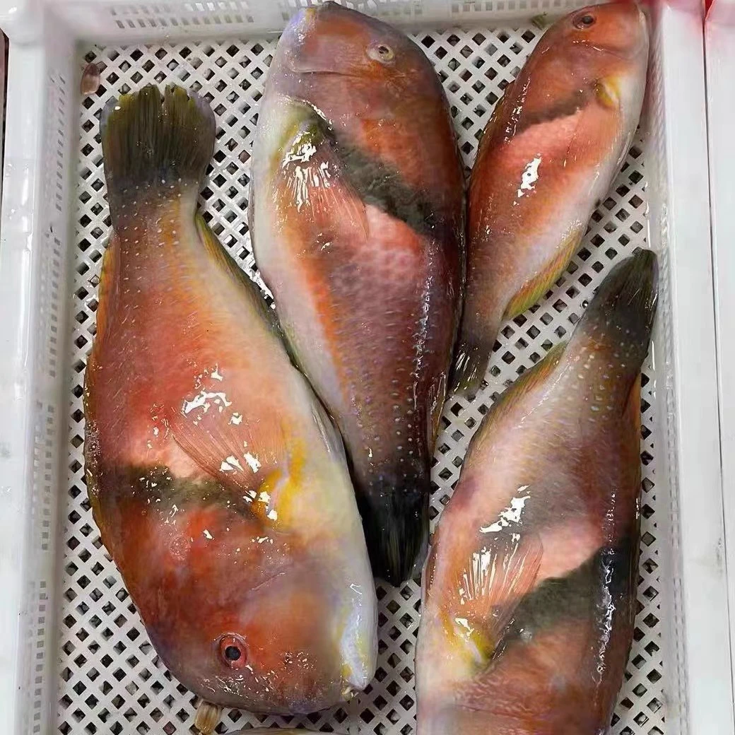 野生红青衣鱼 红莺歌 龅牙妹 特别细腻鱼肉无小刺