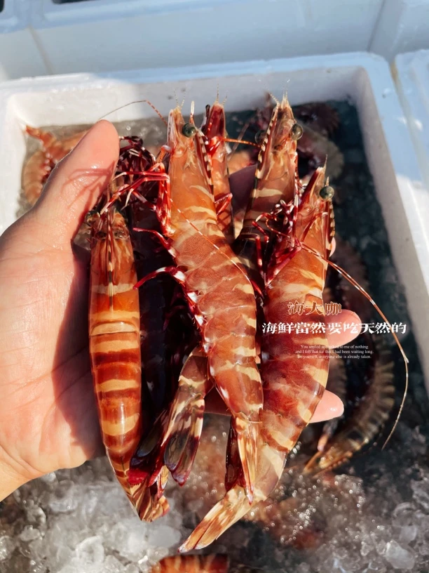 海大咖精选广东汕尾天然野生海虾红爪虾小丰虾