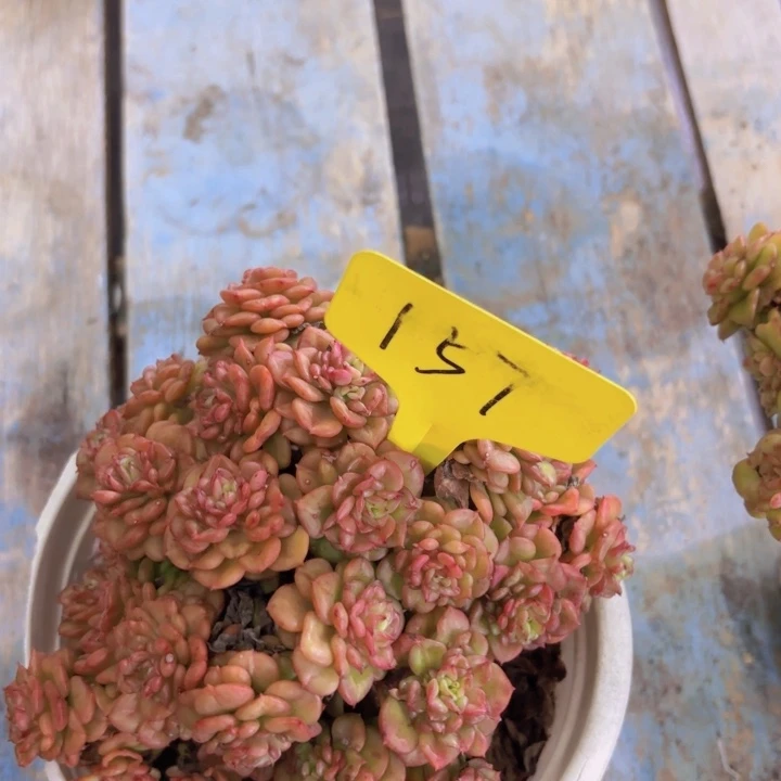 一**阳啦啦啦啊我的小可爱