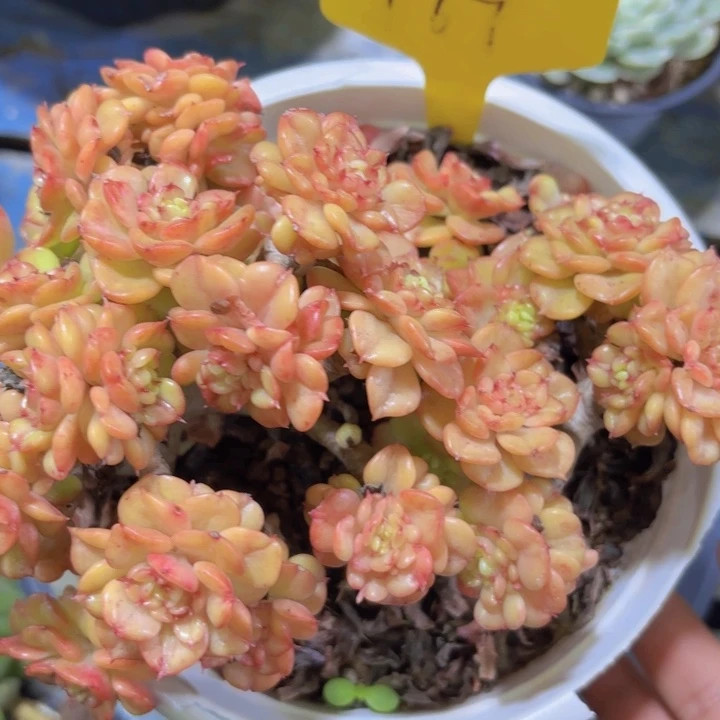 7啦啦啦啊我的小可爱