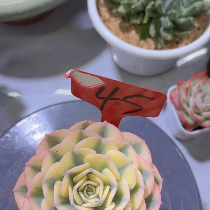 啦啦啦啦啊我的天啊