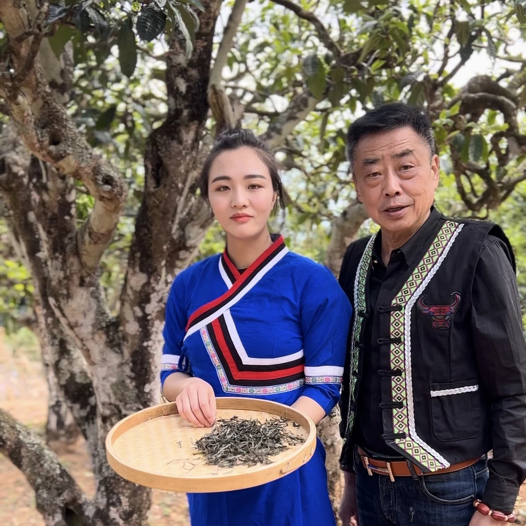 临普传世古树大单株【濮祖·四百】400年古树24年头春普洱生茶