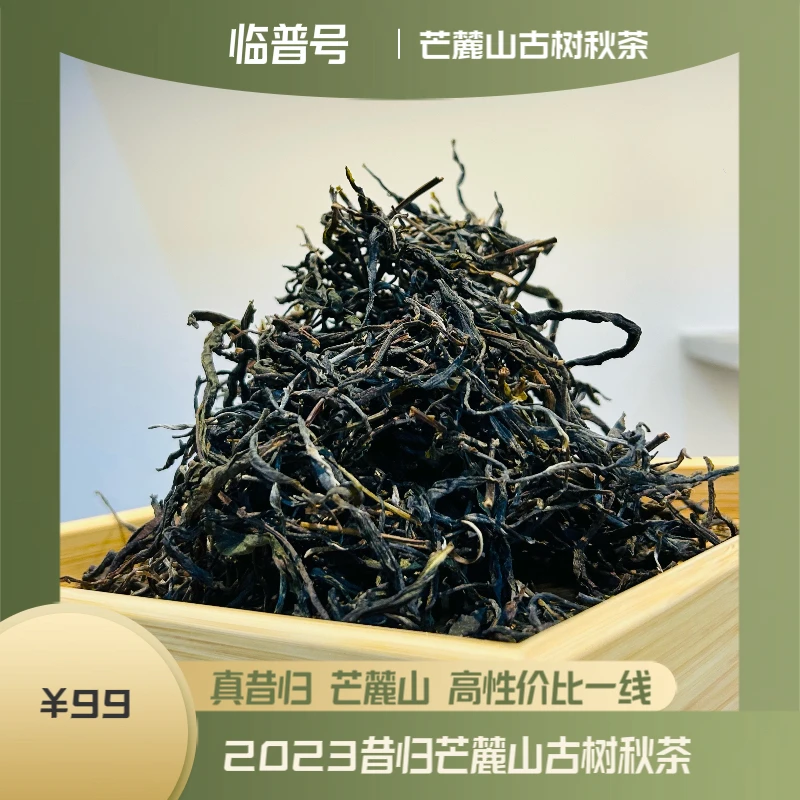 真·昔归芒麓山·古树秋茶·盯采 尝鲜福利