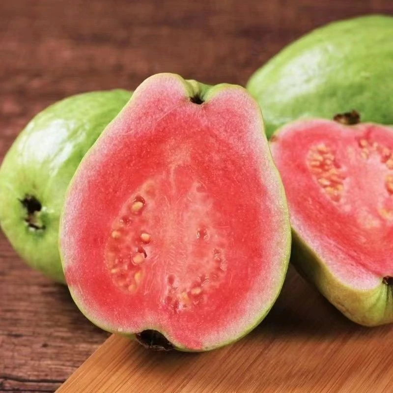 小叶红心香芭乐番石榴鸡屎果盆栽阳台首选