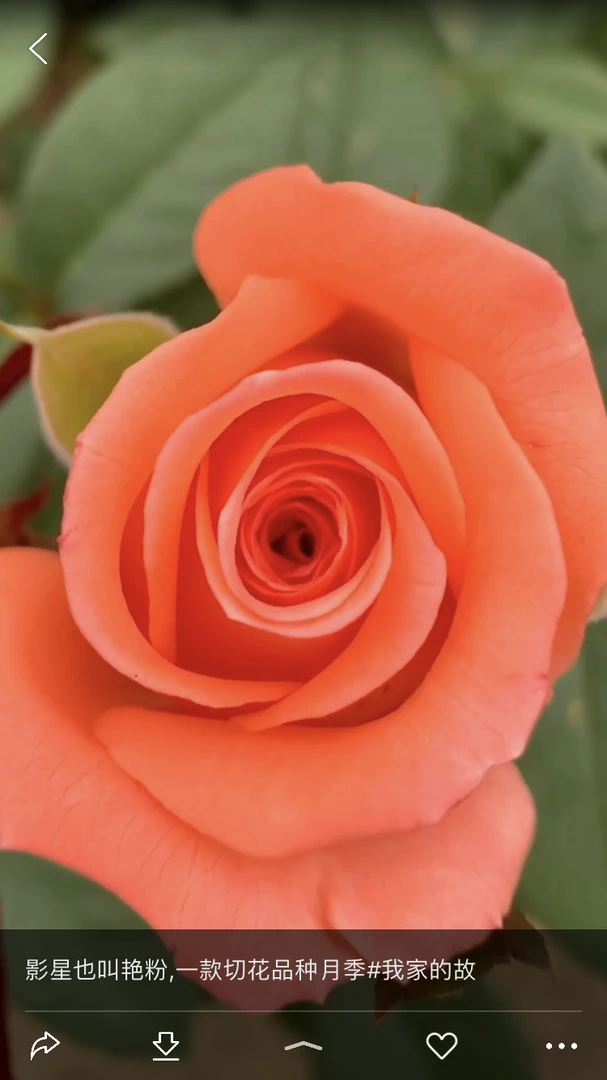 影星月季花，多季开花，切花