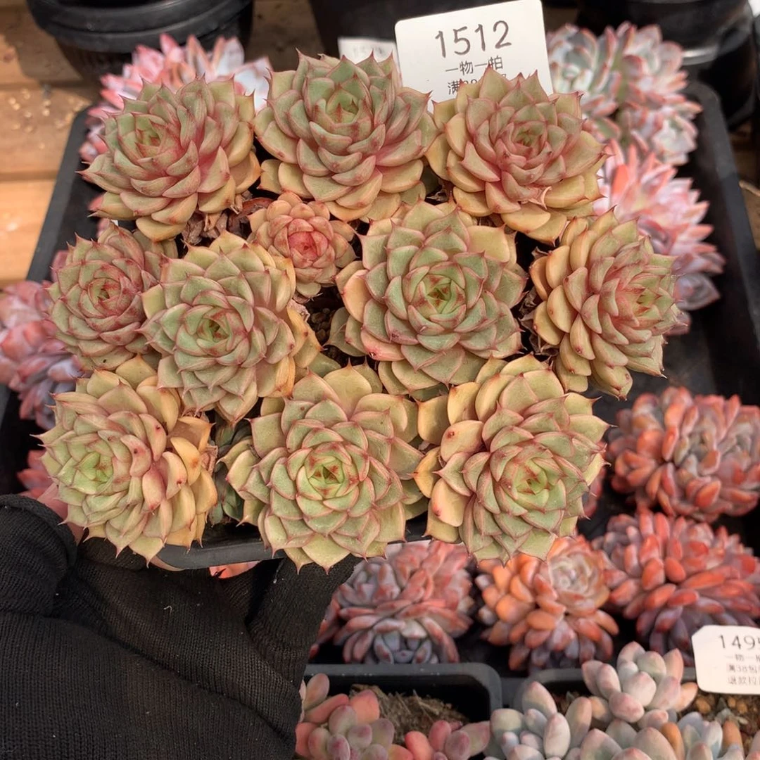 十二头有砍苯巴蒂斯1512