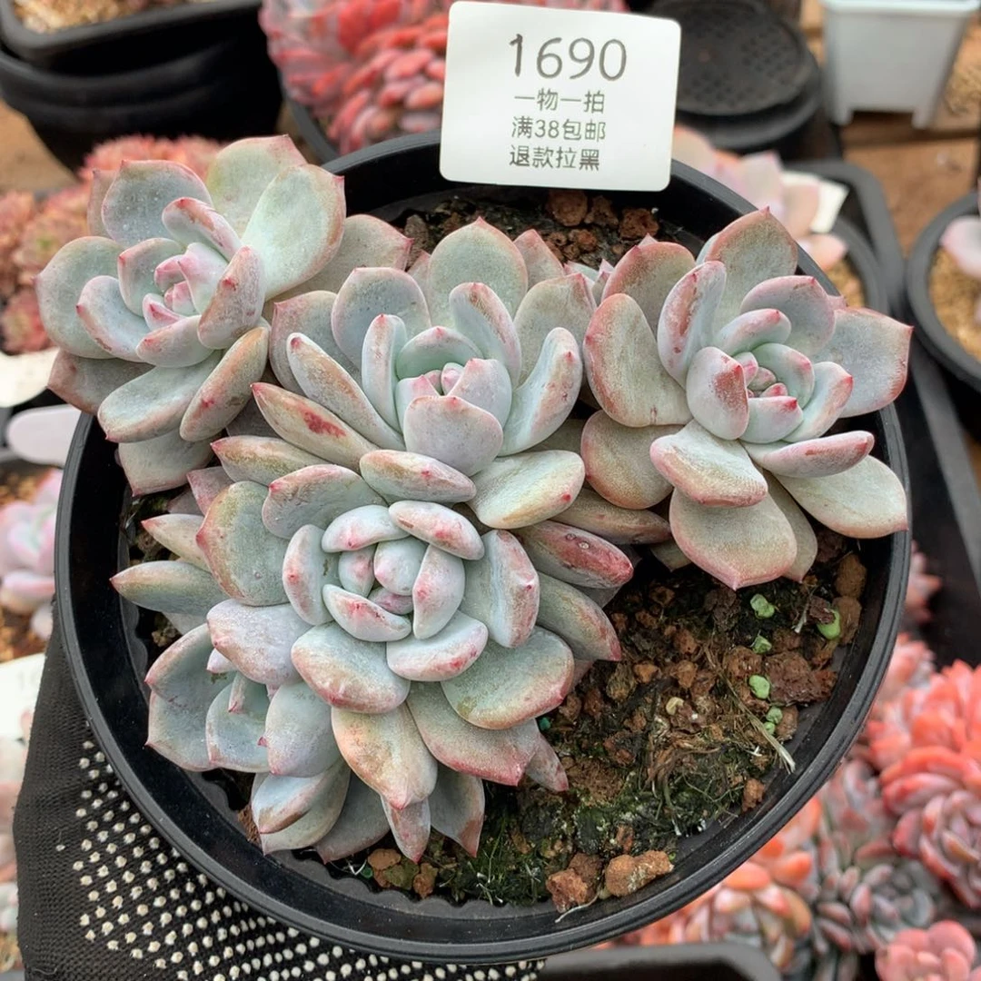 六头无砍石榴籽1690