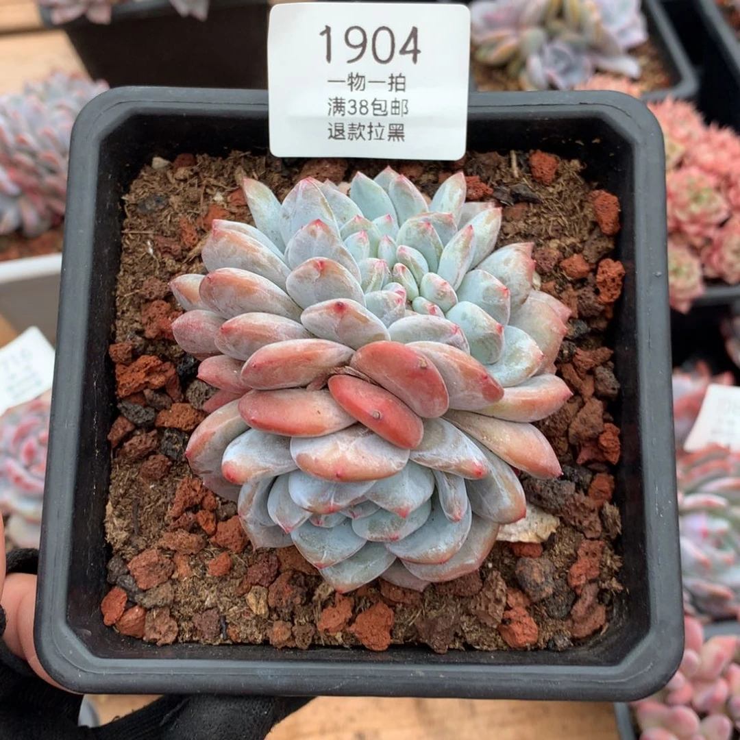 星影龙头缀多肉植物1904