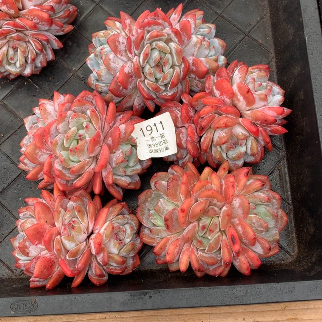 五颗三头无砍橙梦露1911