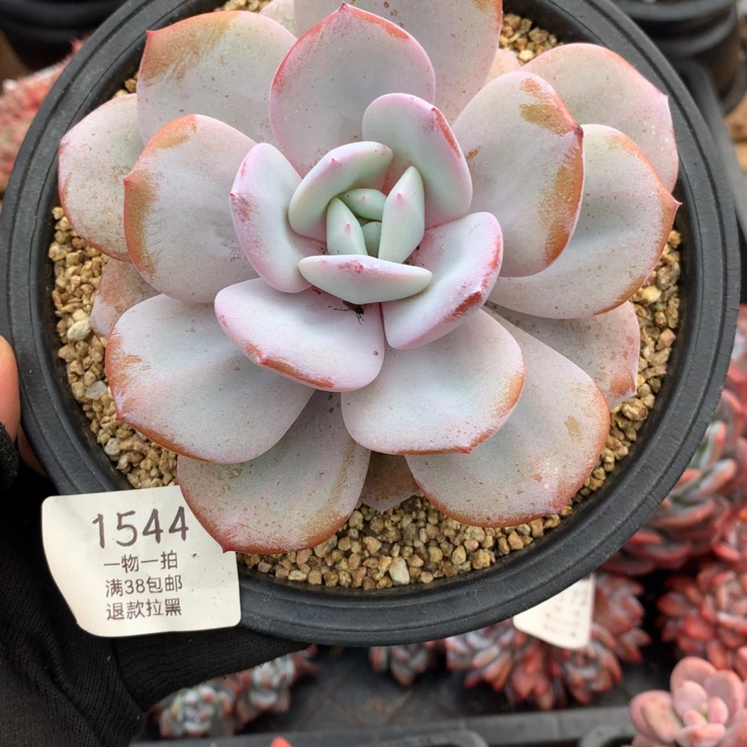 单头奶茶多肉植物1544