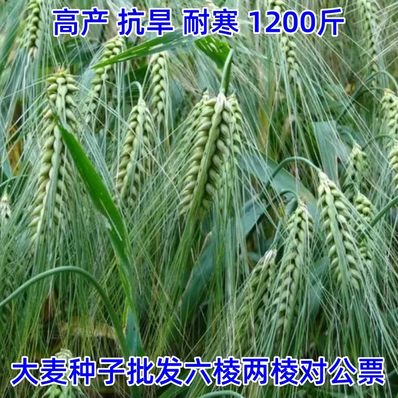 新大麦草种子一代原种包装批发小麦六两棱芽苗菜抗寒倒伏抗旱高产