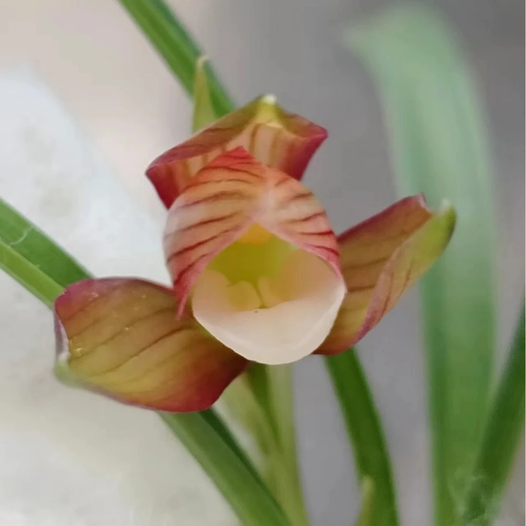 桐梓县涵怡兰花种植园（一物一拍）