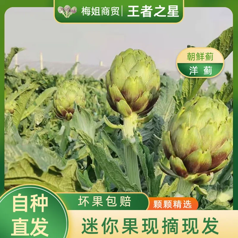 【迷你王者之星】云南特产种植新鲜洋蓟朝鲜蓟食材营养蔬菜现摘现