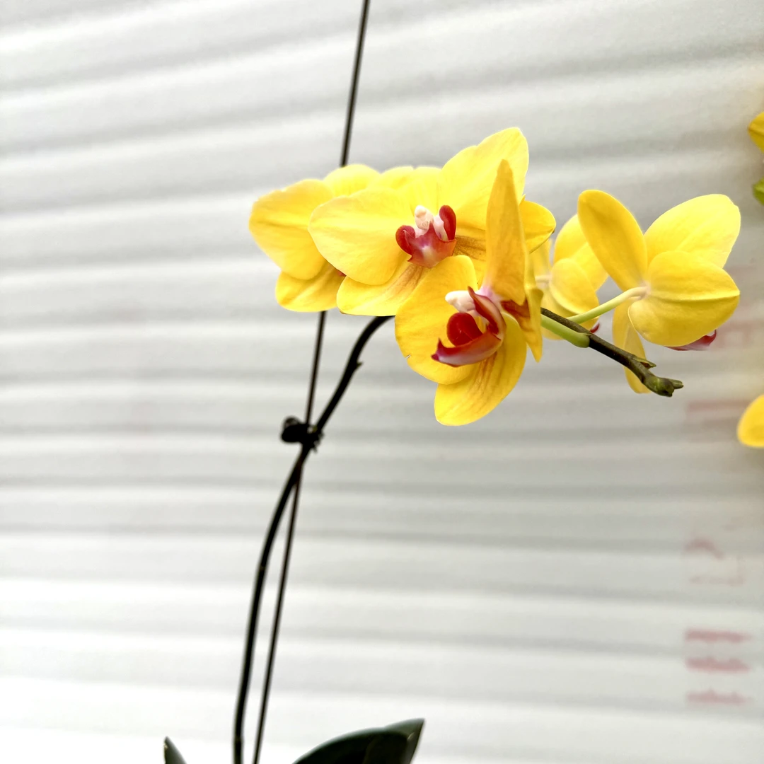 【老板卖花记】三和蜜橙  生花苞 3.0寸杯