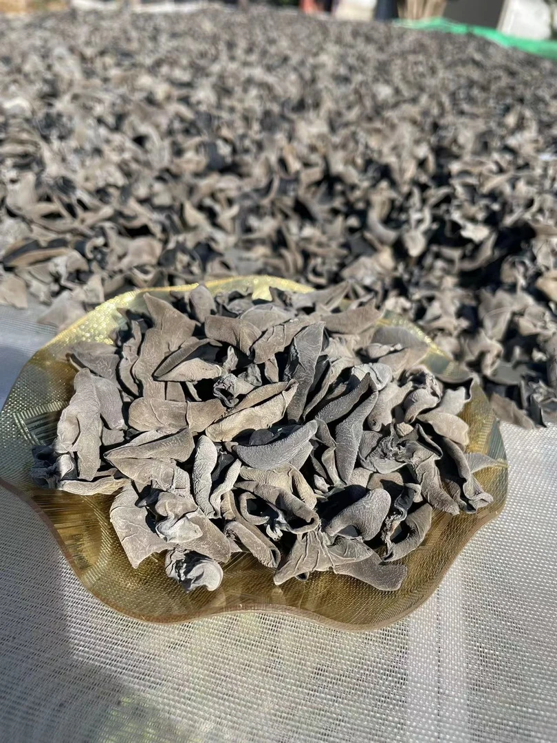 (东北秋木耳）2024头茬优选秋木耳 肉厚无根纯人工种植好吃干净