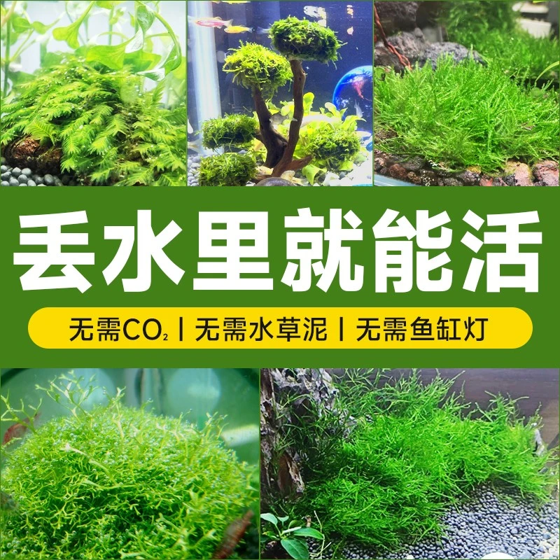 鱼缸造景莫斯水草草缸懒人新手水培珊瑚慕斯莫斯树前景造景水草