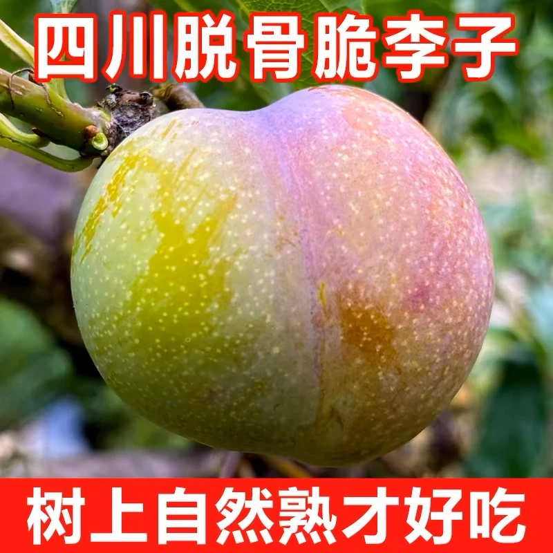 W正宗四川半边红脆甜李子现摘现发坏果包赔新鲜水果3/5斤