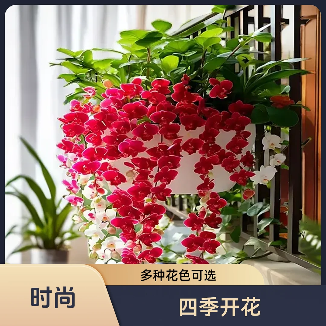 【垂丝石斛兰球】浓香型花卉四季开花耐寒植物栽培家庭盆栽四季开花