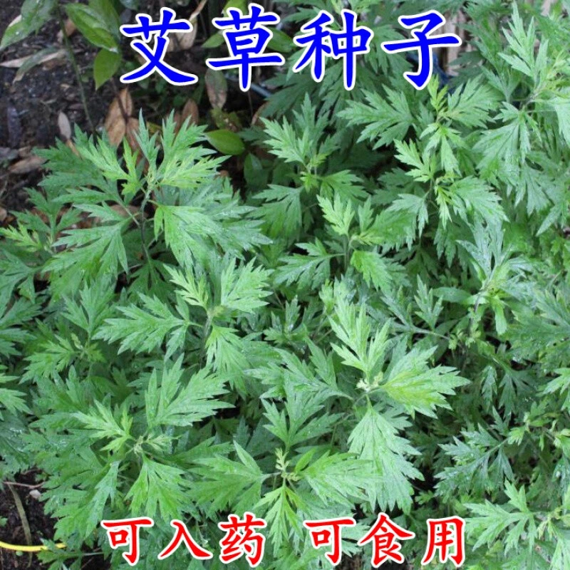 艾草种子野生细叶食用靳艾蒿青蒿香青团艾绒草籽